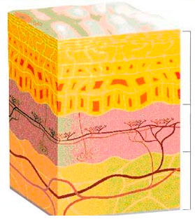 RedJoint كريم لتعزيز صحة المفاصل والعضلات